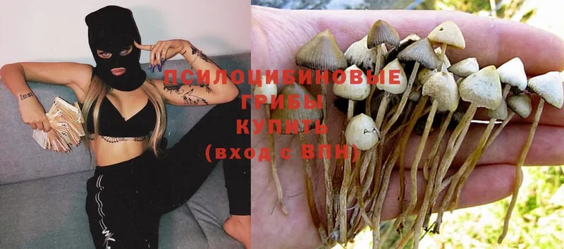 гидра как зайти  Щёкино  Галлюциногенные грибы Magic Shrooms 